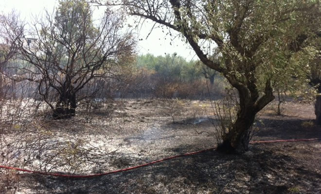 Υποβολή δηλώσεων για τις ζημιές στις ελιές από την πυρκαγιά της 17ης Ιουλίου 2015 στη Δ.Ε. Βοιών