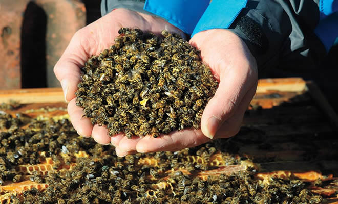 Περιφέρεια Πελοποννήσου: Έκκληση για προστασία των μελισσών κατά την εφαρμογή των ψεκασμών των καλλιεργειών