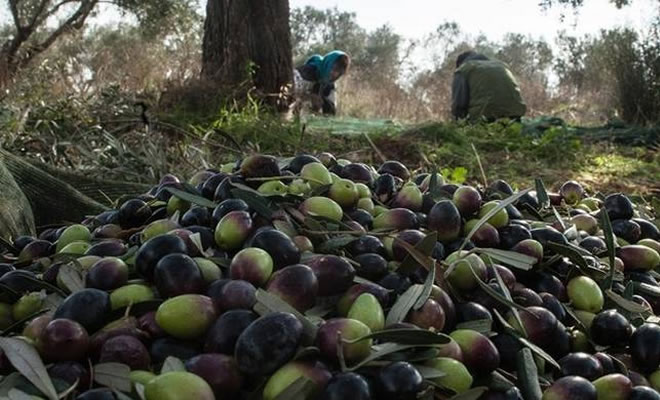 Σπείρες «ρημάζουν» ελαιόδεντρα – Έξαλλοι οι αγρότες