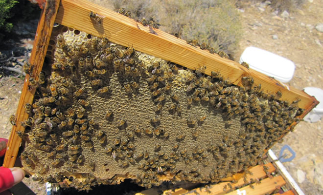 Περιφέρεια Λακωνίας: Προγράμματα στήριξης για τους μελισσοκόμους