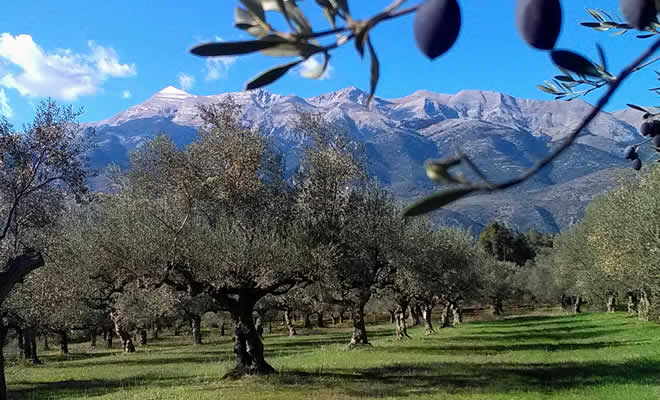 Ελιές σε μορφή σκόνης: Ο Έλληνας ελαιοπαραγωγός που πήρε 400 βραβεία για την ποιότητα και την καινοτομία