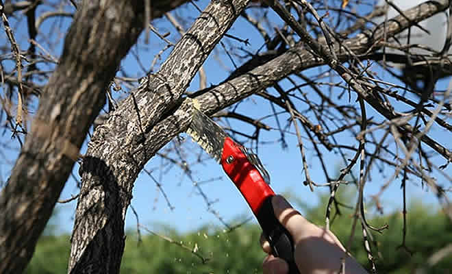 Κοπή κλαδιών και βλάστησης που θέτουν σε κίνδυνο την ασφαλή κυκλοφορία πεζών και οχημάτων