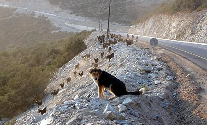 Ελληνικές Ράτσες Σκύλων: Ποιμενικός της Σπάρτης