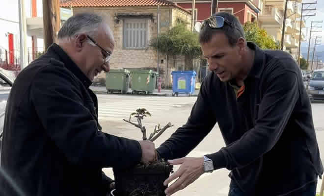 Δήμος Σπάρτης: Φύτευση τριανταφυλλιών στις νησίδες κεντρικών δρόμων της πόλης