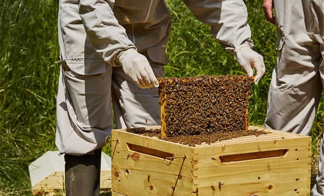 Εθνικό Μελισσοκομικό Πρόγραμμα έτους 2022