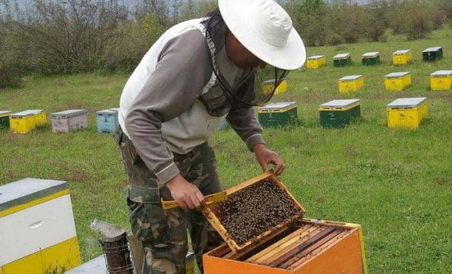 Μελισσοκόμοι: αίτηση - δήλωση κυψελών έτοιμων για διαχείμαση