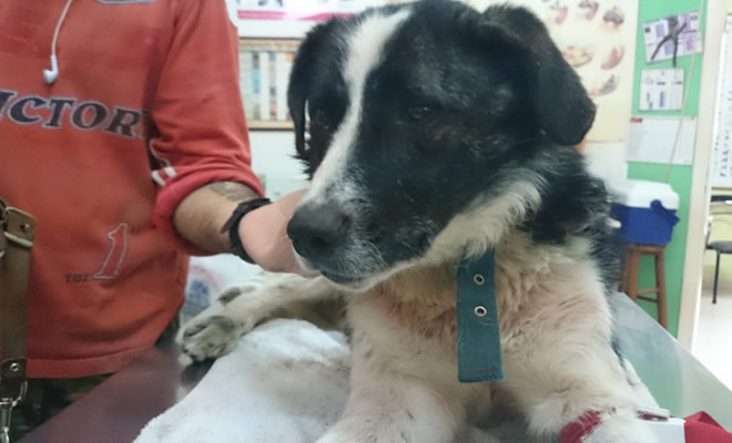 Δήμος Σπάρτης: Πρόσκληση σε εθελοντές – φιλόζωους για την ανάληψη της φροντίδας, φιλοξενίας τραυματισμένου αδέσποτου ζώου