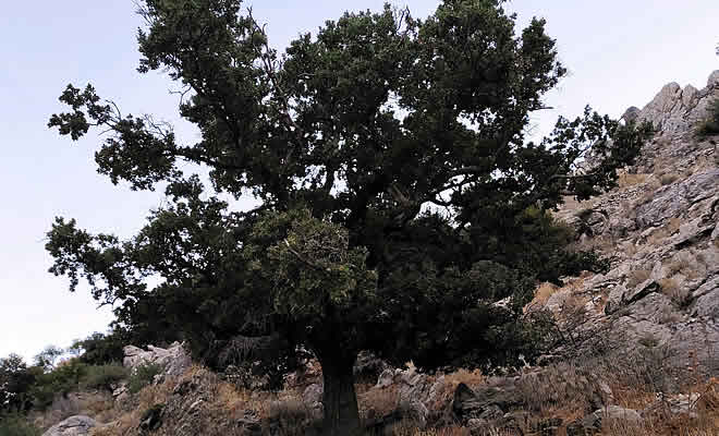 Ιερή Βελανιδιά στον Πολυάραβο της Μάνης εντάσσεται στο Δίκτυο Αιωνόβιων Δέντρων Ελληνικής Επανάστασης