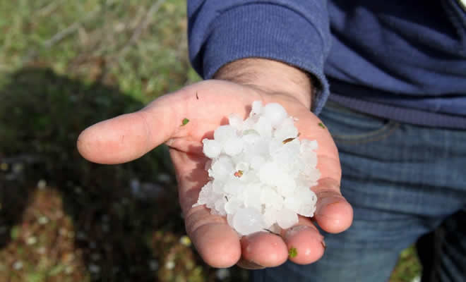 Οριστική επανεκτίμηση ζημιών από τον ΕΛΓΑ, για την Κοινότητα Σπαρτιατών