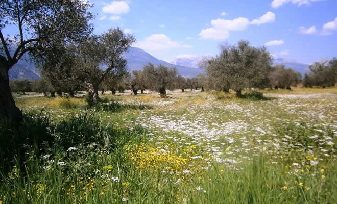 «Ελληνική Άνοιξη», από τον Βαγγέλη Μητράκο