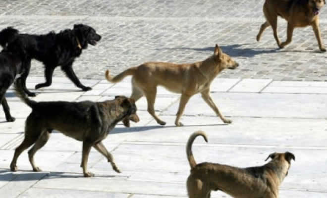 Ο Δήμος Σπάρτης Προχώρησε στην Περισυλλογή των Τριών Αδέσποτων Ζώων με Επιθετική Συμπεριφορά