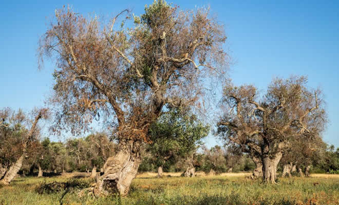 Π.Ε. Λακωνίας: ΔΑΟΚ για Xylella fastidiosa 2021