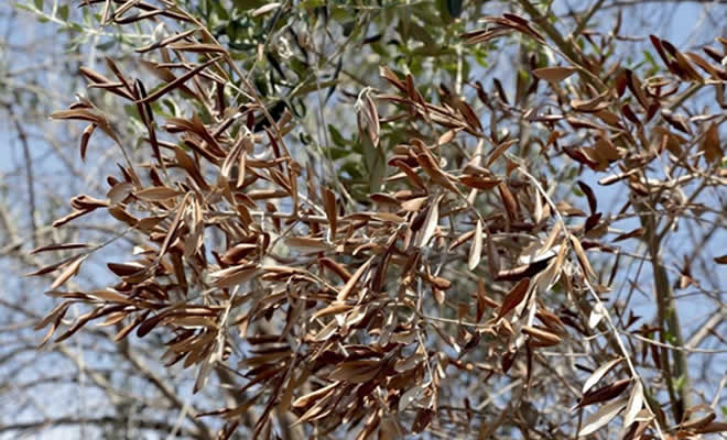 Ξυλλέλα (Xylella fastidiosa): Η επικίνδυνη ασθένεια που απειλεί την καλλιέργεια της ελιάς και άλλων φυτών