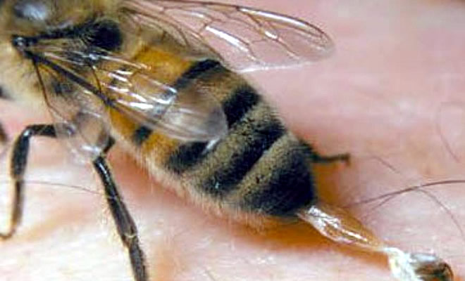 Τραγικός θάνατος στη Μάνη: Του επιτέθηκαν δεκάδες μέλισσες