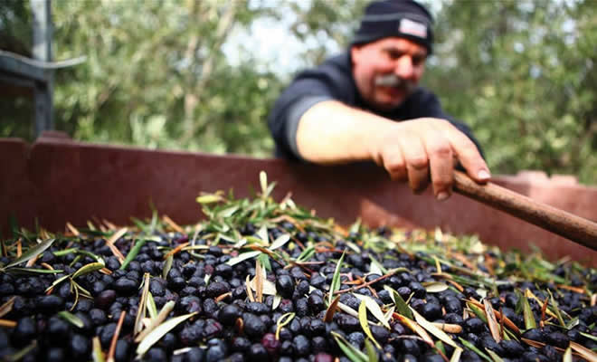 «Αναμένοντας την απόφαση του ΣτΕ για την ονομασία προέλευσης της Ελιάς Καλαμών», από τον Ηλία Παναγιωτακάκο