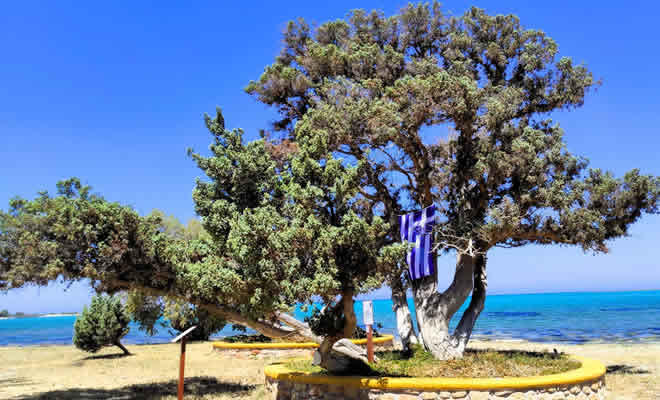 Αποκαλυπτηρίων Τιμητικής Σήμανσης Μνημειακού Κέδρου Ελαφονήσου του Δικτύου Αιωνόβιων Δέντρων Ελληνικής Επανάστασης