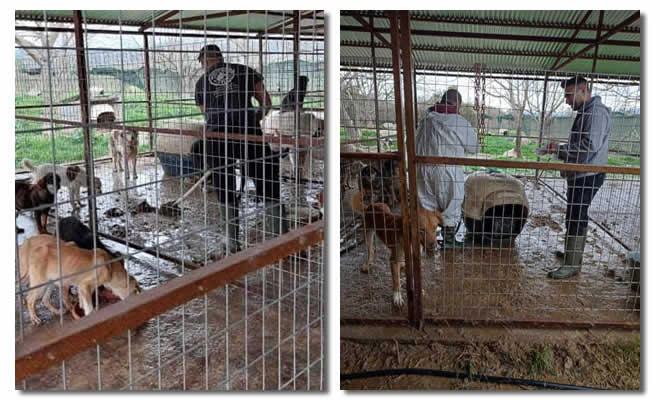 Κάλεσμα φιλόζωων για υιοθεσία κακοποιημένων ζώων από τα κυνοκομεία Σπάρτης