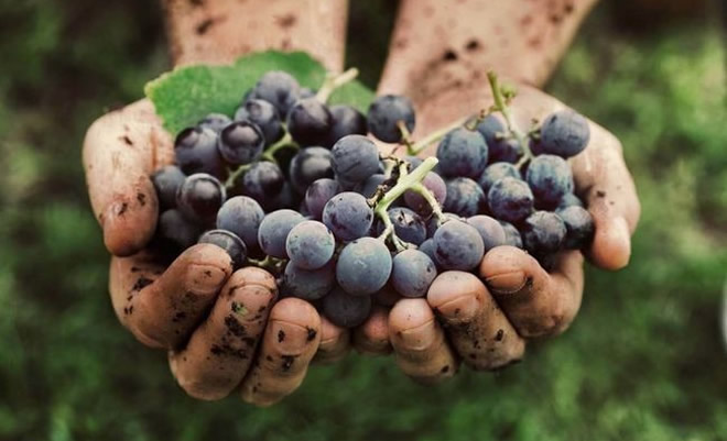 Παράταση της ημερομηνίας για τη συμπλήρωση και υποβολή δηλώσεων συγκομιδής σταφυλιών οινοποιήσιμων ποικιλιών αμπέλου για το έτος 2017