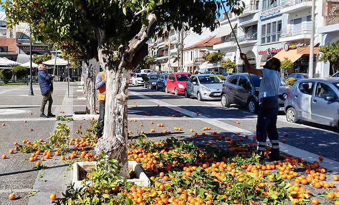 Δήμος Σπάρτης: Ξεκίνησε η πρώτη φάση αποκομιδής νεραντζιών από παρτέρια και πεζοδρόμια κεντρικών δρόμων της πόλης