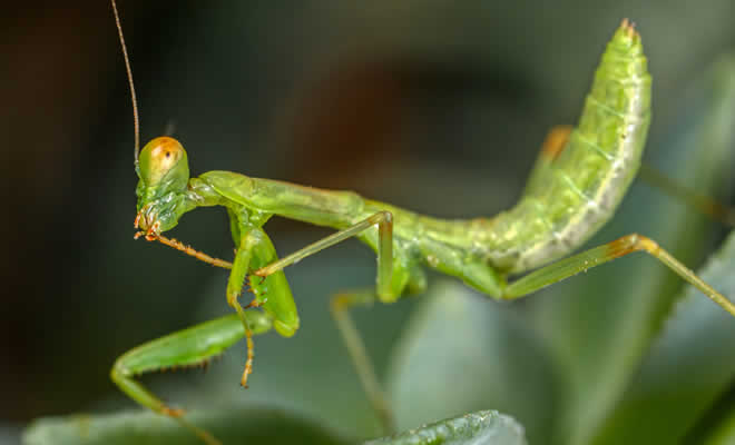 Το αλογάκι της Παναγίας - Mantis