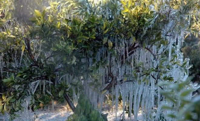 Άμεση καταγραφή των ζημιών από τον πρόσφατο παγετό στην Λακωνία ζητά η παράταξη Τατούλη