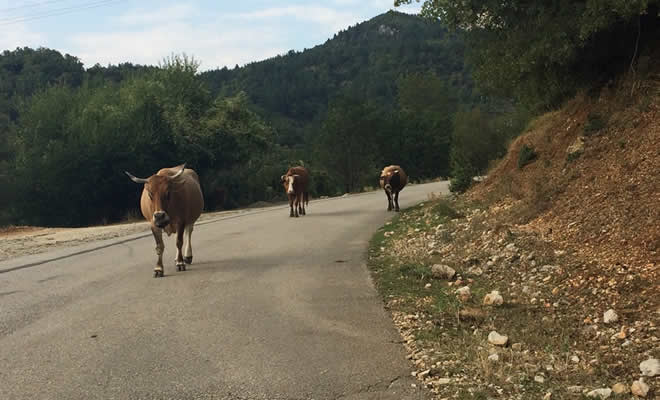 Το πρόβλημα με τα ανεπιτήρητα βοοειδή, συζητείται στη Μάνη