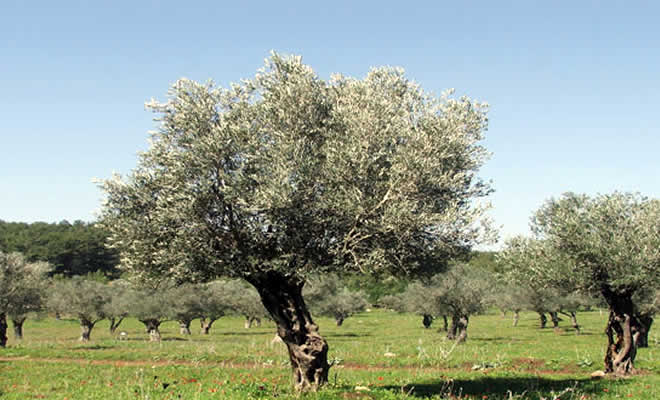 Σε απόγνωση οι Λάκωνες ελαιοπαραγωγοί