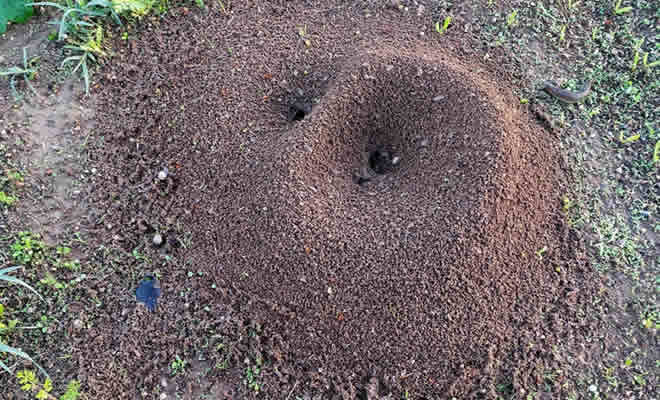 «Μια μυρμηγκοφωλιά» από τον Βαγγέλη Μητράκο