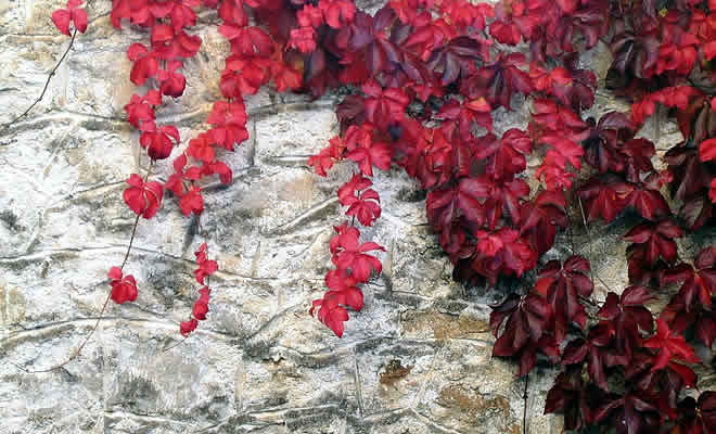 «Φθινόπωρο» από τον Φαέθωνα