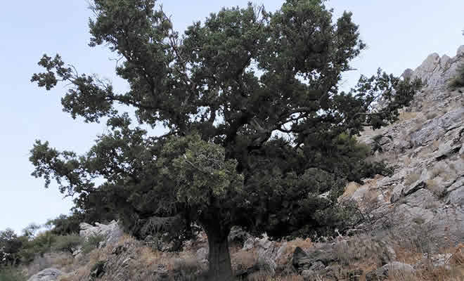 Η Ιερή Βελανιδιά του Πολυάραβου Μάνης εντάχθηκε επίσημα στο Δίκτυο Αιωνόβιων Δέντρων Ελληνικής Επανάστασης