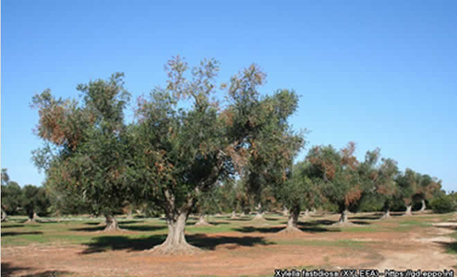 Περιφέρεια: Φυτά που είναι γνωστό ότι είναι ευπαθή στον οργανισμό Xylella fastidiosa