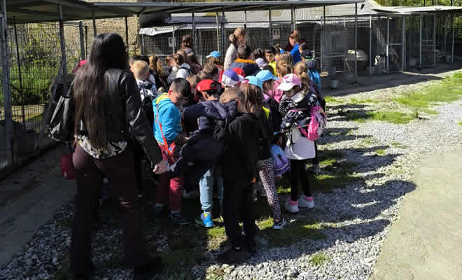 Παγκόσμια Ημέρα Αδέσποτων Ζώων: Μια Ευκαιρία για Αναγνώριση και Ευγνωμοσύνη