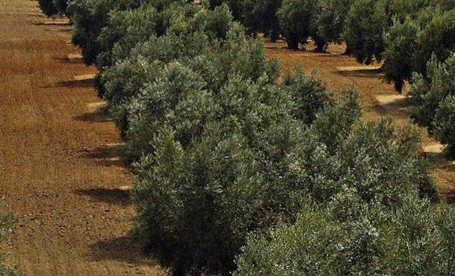 Ανακοινώσεις που αφορούν στο Ελαιοκομικό Μητρώο