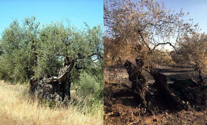 «Η Ελιά της Καρίτσας», από τον Βασίλειο Βλαχάκο