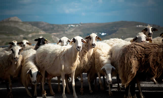 Νεοκλής Κρητικός: Παγκόσμια Ημέρα για την εξάλειψη της βίας κατά των γυναικών