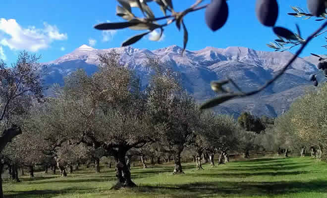 Τα μυστικά του Γιώργου Σακελλαρόπουλου που αναδείχθηκε «καλύτερος ελαιοπαραγωγός στην Ευρώπη»