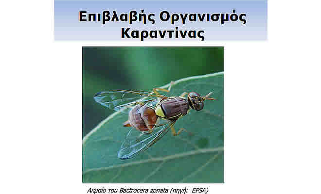 Ενημέρωση σχετικά με την εμφάνιση του επιβλαβούς οργανισμού καραντίνας, προτεραιότητας για την Ε.Ε., Bactrocera zonata στην Ελλάδα
