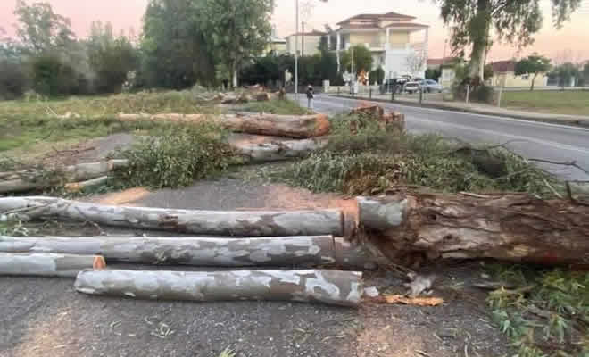 «Κοπή Ευκαλύπτων: Για το καλό μας» από τον Βαγγέλη Μητράκο