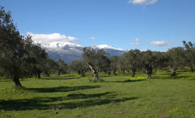 «Να γιατί αγαπάμε τη Σπάρτη», από τον Βαγγέλη Μητράκο