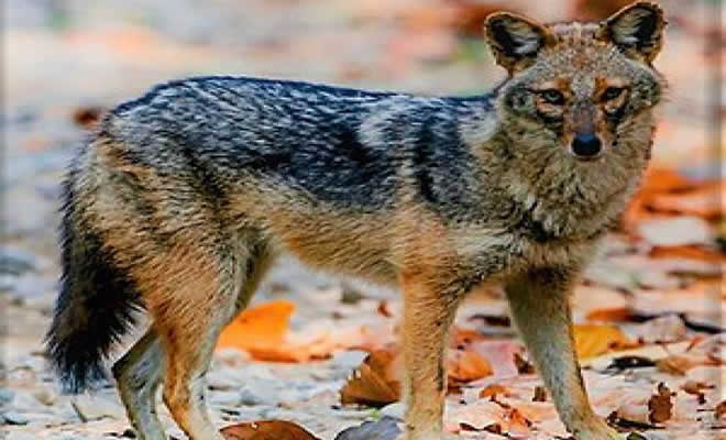 Τρίωρη Διακοπή Ρεύματος σε Τ. Κ. του Δήμου Σπάρτης, την Δευτέρα 22 Αυγούστου 2022