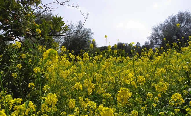 «Η βρούβα η παλιόβρουβα» από τον Βαγγέλη Μητράκο