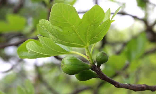«Φύλλο Συκής το Μέτρο 23 για τα Σύκα της Πελοποννήσου» από την Μαργαρίτα Σπυριδάκου